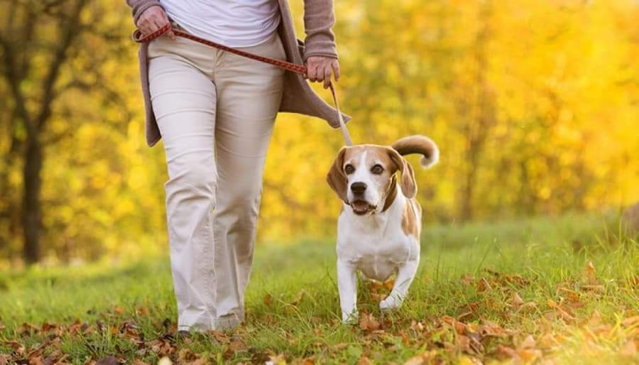 Lockdown – Κατοικίδια: Πώς να προστατέψετε την υγεία του σκύλου σας κατά την διαδικασία της βόλτας του;