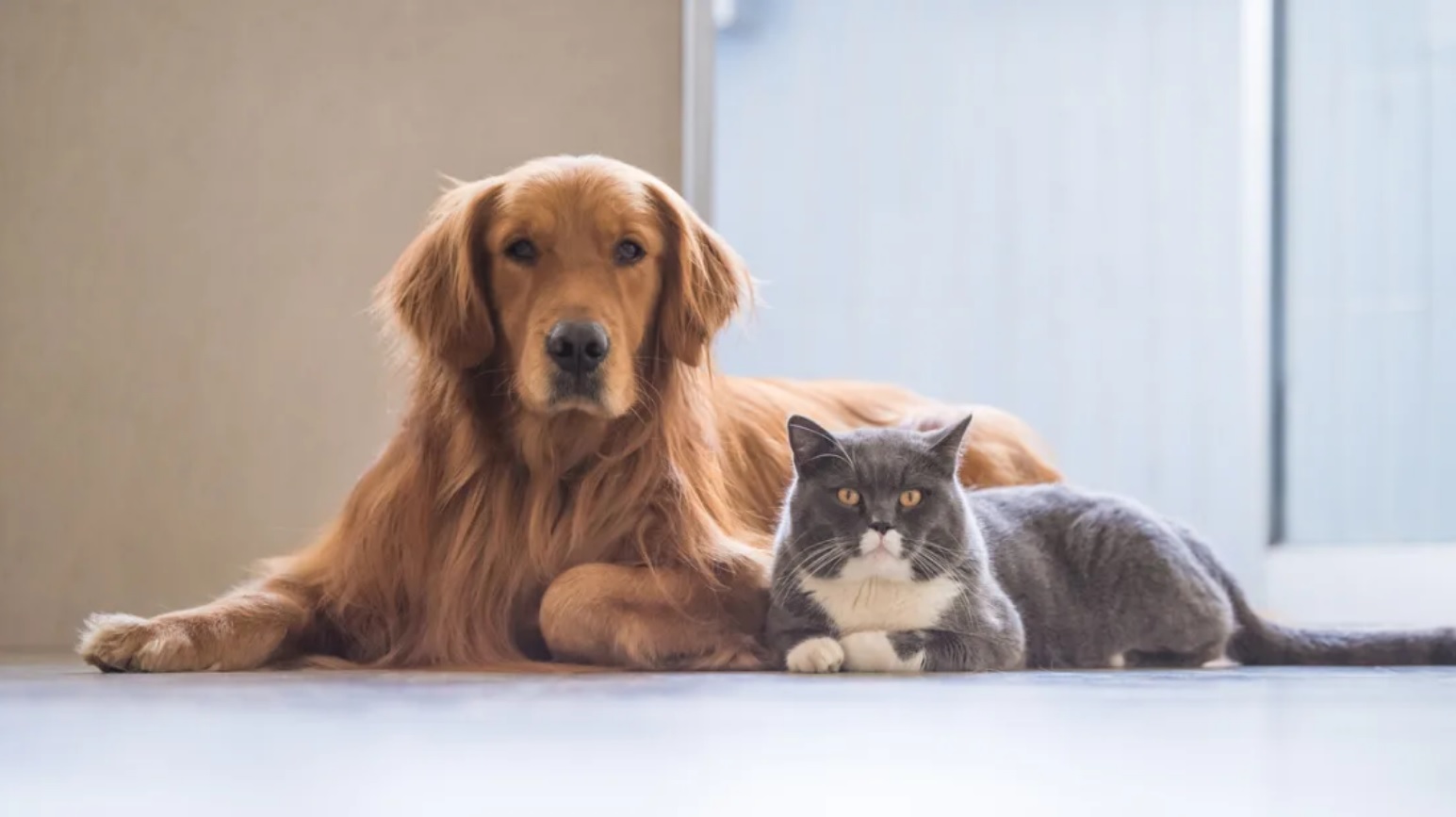 Σκύλος ή γάτα : Ποιο κατοικίδιο σου ταιριάζει;