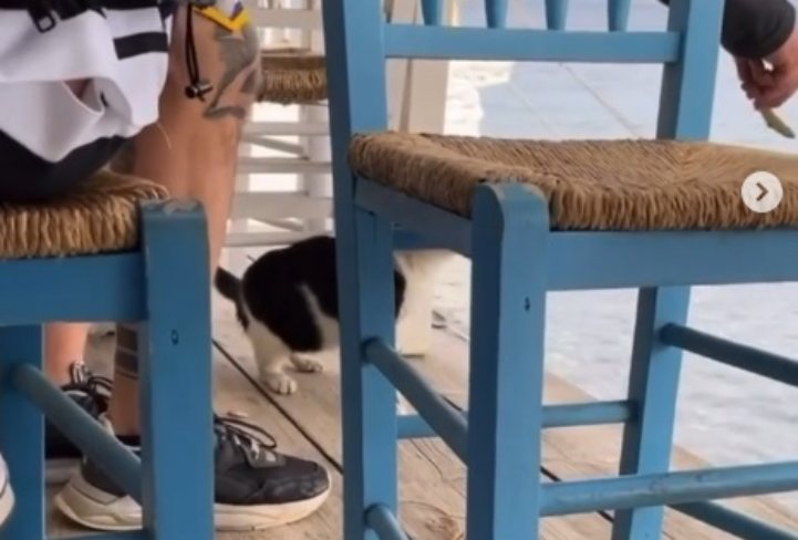 Παρέμβαση Θεοδωρικάκου για το βίντεο κακοποίησης ζώου από νεαρό στο Instagram