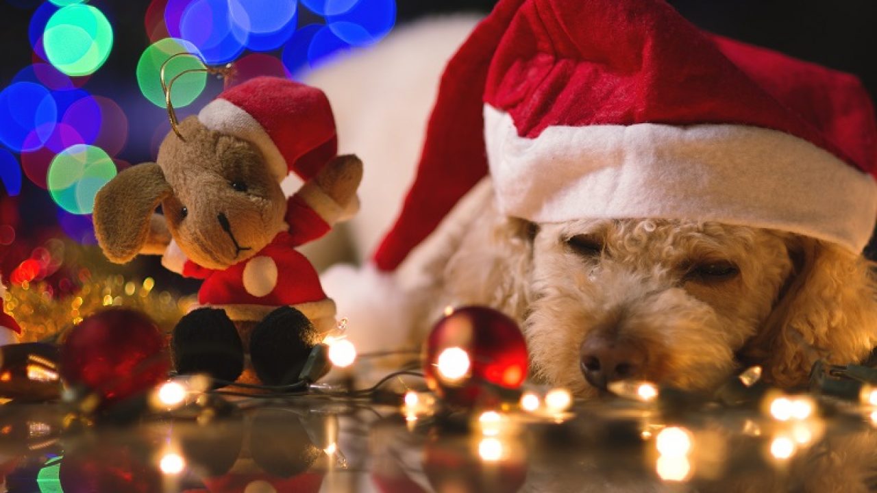 Ένας σκύλος... για τα Χριστούγεννα | Αναλύει η Μαρία Σαχούλη