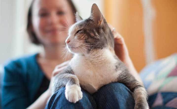 Γάτα : μια ενδιαφέρουσα συγκάτοικος… Δεν την βαριέσαι ποτέ | Της Βασιλείας Αργυροπούλου
